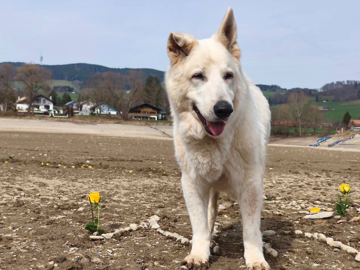 Chien blanc serein en pleine nature, accompagné par Anima Cura