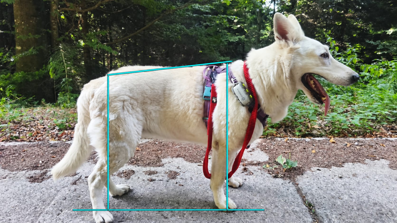 Analyse posturale de profil avec repères d’alignement