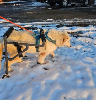 Chien équipé d'un chariot roulant, soutenu dans sa mobilité